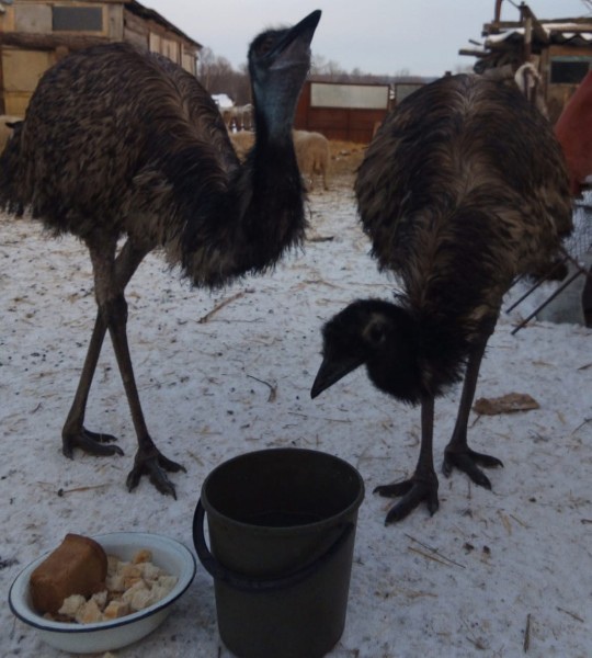 Как начинающему самостоятельно разводить страусов в домашнем хозяйстве